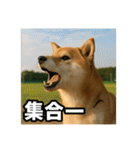 熱血な柴犬（個別スタンプ：11）