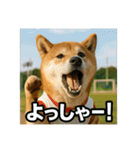 熱血な柴犬（個別スタンプ：12）