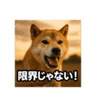 熱血な柴犬（個別スタンプ：14）
