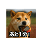 熱血な柴犬（個別スタンプ：16）