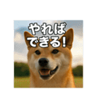 熱血な柴犬（個別スタンプ：17）