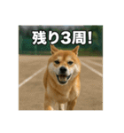 熱血な柴犬（個別スタンプ：18）