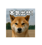 熱血な柴犬（個別スタンプ：19）