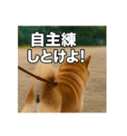 熱血な柴犬（個別スタンプ：20）