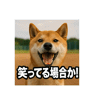 熱血な柴犬（個別スタンプ：22）