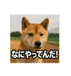 熱血な柴犬（個別スタンプ：23）