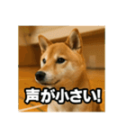 熱血な柴犬（個別スタンプ：24）