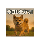 熱血な柴犬（個別スタンプ：25）