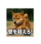 熱血な柴犬（個別スタンプ：29）