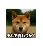 熱血な柴犬（個別スタンプ：31）
