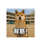 熱血な柴犬（個別スタンプ：33）
