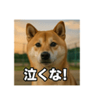 熱血な柴犬（個別スタンプ：36）