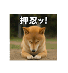 熱血な柴犬（個別スタンプ：37）
