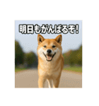 熱血な柴犬（個別スタンプ：38）