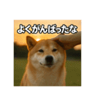 熱血な柴犬（個別スタンプ：39）