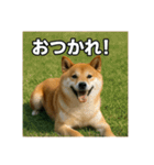 熱血な柴犬（個別スタンプ：40）