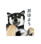 黒柴ごまち（個別スタンプ：1）