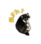 黒柴ごまち（個別スタンプ：6）