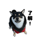 黒柴ごまち（個別スタンプ：7）
