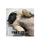 パグのうめちゃん！3（個別スタンプ：3）
