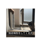 パグのうめちゃん！3（個別スタンプ：5）
