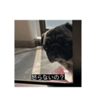 パグのうめちゃん！3（個別スタンプ：6）