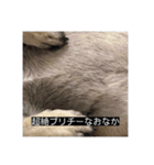 パグのうめちゃん！3（個別スタンプ：11）