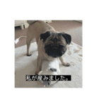 パグのうめちゃん！3（個別スタンプ：12）