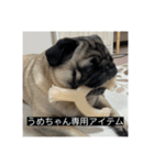 パグのうめちゃん！3（個別スタンプ：13）