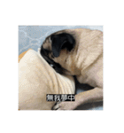 パグのうめちゃん！3（個別スタンプ：15）