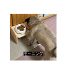 パグのうめちゃん！3（個別スタンプ：17）