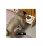 パグのうめちゃん！3（個別スタンプ：18）