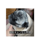パグのうめちゃん！3（個別スタンプ：28）