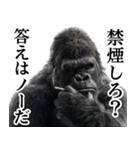 ヤニカス・タバコ好き返信ゴリラ（個別スタンプ：1）