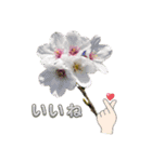 花の日常あいさつスタンプ（個別スタンプ：1）