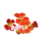 花の日常あいさつスタンプ（個別スタンプ：4）