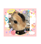 チャビかスタンプ4（個別スタンプ：4）