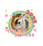 チャビかスタンプ4（個別スタンプ：5）