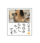 チャビかスタンプ4（個別スタンプ：17）