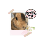 チャビかスタンプ4（個別スタンプ：18）