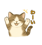 ちょっと太った猫のポン太（個別スタンプ：7）