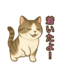 ちょっと太った猫のポン太（個別スタンプ：14）
