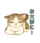 ちょっと太った猫のポン太（個別スタンプ：18）