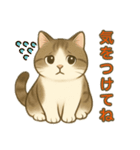 ちょっと太った猫のポン太（個別スタンプ：21）