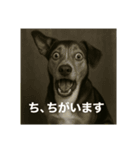 びっくり犬（個別スタンプ：2）