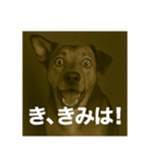 びっくり犬（個別スタンプ：3）