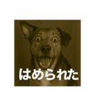 びっくり犬（個別スタンプ：4）