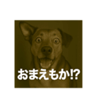 びっくり犬（個別スタンプ：5）