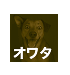 びっくり犬（個別スタンプ：6）