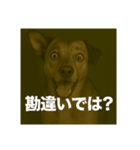 びっくり犬（個別スタンプ：7）